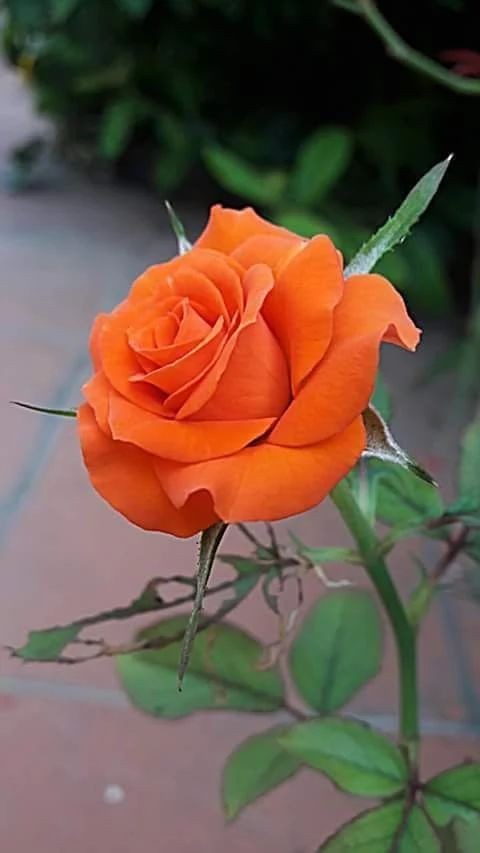 drsurendrpathak's tweet photo. Good night dear friends 🌺 https://t.co/7mHL9HX5bP