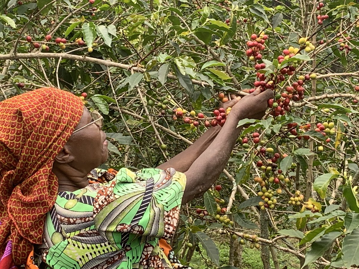 TSONGOKASEREKA1's tweet photo. @BashiziBirindwa @officialmutombo Regardez la récolte de l’Arabica dans le Grand-Nord Kivu (zone de Kirumba au Bord du Lac Edward, à la lisière du Grand Rift Africain) https://t.co/JT7oytVUvU