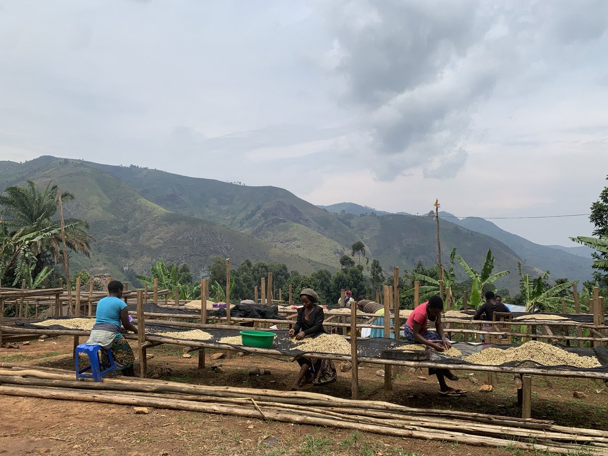 TSONGOKASEREKA1's tweet photo. @BashiziBirindwa @officialmutombo Regardez la récolte de l’Arabica dans le Grand-Nord Kivu (zone de Kirumba au Bord du Lac Edward, à la lisière du Grand Rift Africain) https://t.co/JT7oytVUvU