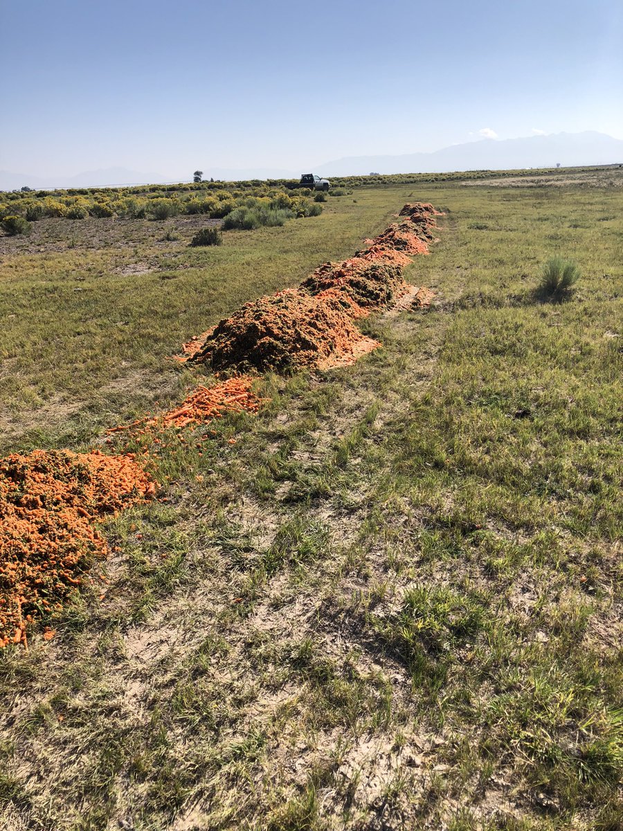 SchulzSC's tweet photo. It’s that time of year where we get cull carrots from a big carrot farm.  Carrots make good cow feed and help stretch our pastures out longer into the fall. It’s a great example where cows take food waste and up-cycle it into nutrient dense beef. #coloradobeef #foodwaste https://t.co/kmATVs59Dz