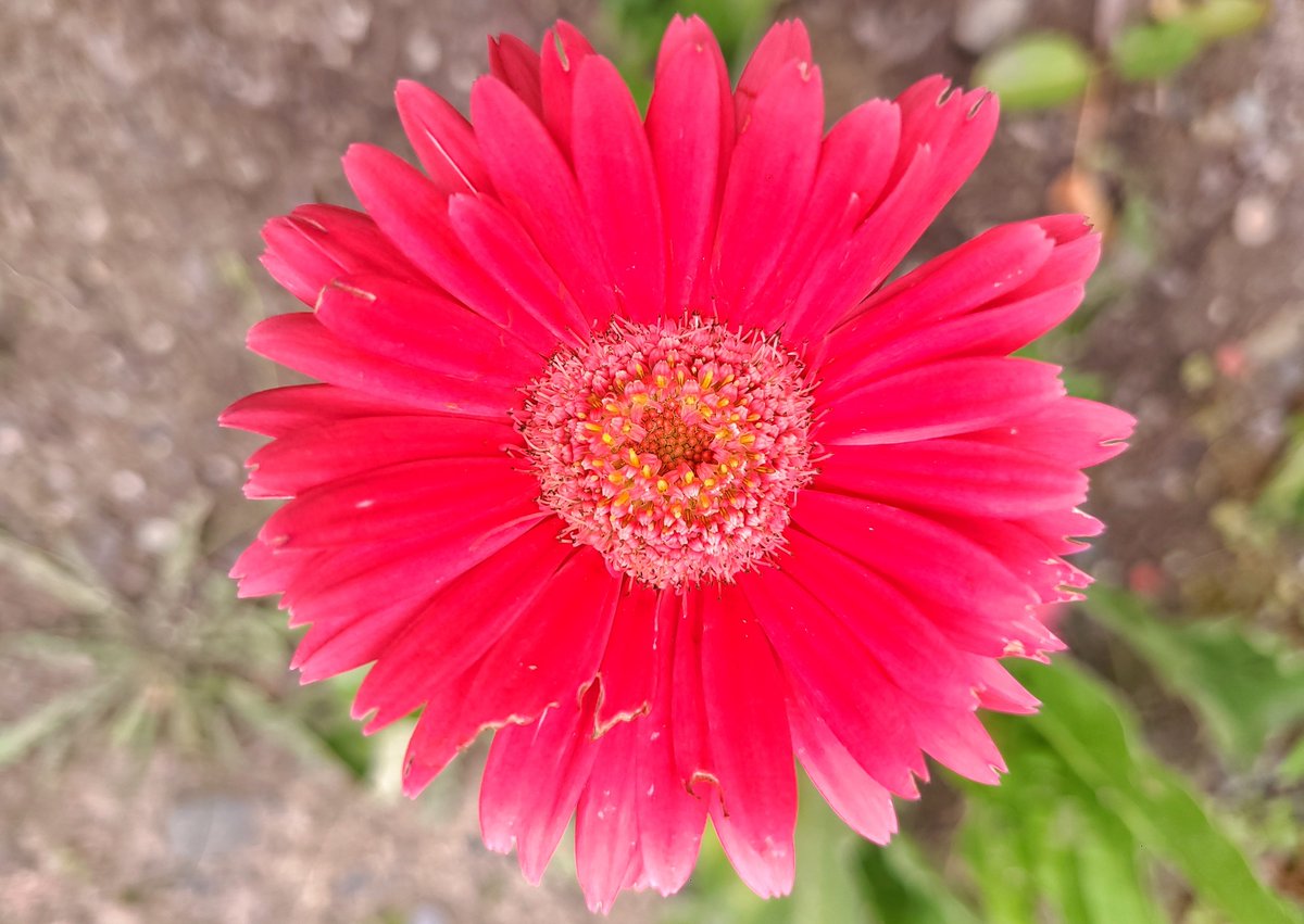 LovelyEarthS's tweet photo. It looks like some wildlife was enjoying the gerbera daisy. I wonder what it was. Either way, I fed a hungry creature and the daisies still look beautiful.
#GerberaDaisy #WildlifeFood #PollinatorFlower #LovelyEarthSociety https://t.co/ciaWaWwWK4