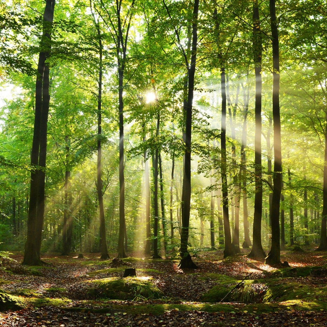 Tree planting is one of many available natural climate solutions. It is a good start. We have pledged to plant thousands of trees by raising funds for <a href="/temavakfi/">TEMA Vakfı</a>
 
Help our wildlife recover, together we will make a change. Paypal donation link - paypal.com/pools/c/8BGVtd…