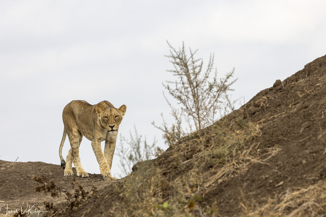 JKleyn's tweet photo. Another beautiful morning at @Mashatu_Reserve. https://t.co/LsHS9JbexN