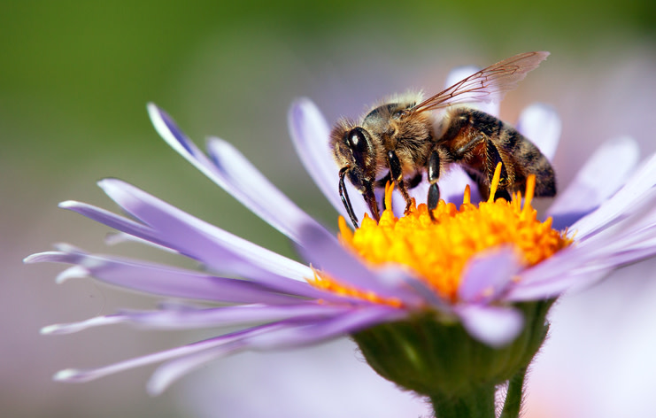 HolubI's tweet photo. Did you know that honey bees are responsible for more than 1/3 of the food we eat? We should be celebrating them every day, but especially on #NationalHoneyBeeDay! 🐝 https://t.co/OvJDIB3NAd