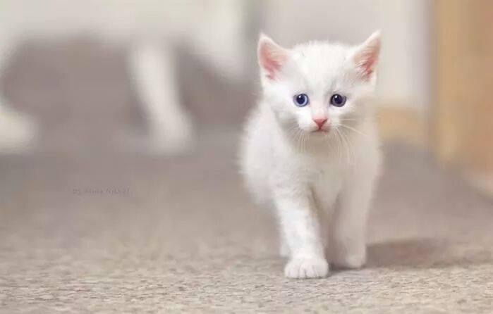 Беленьких котиков. Белый котенок. Кошки маленькие. Белый пушистый котенок. Маленький Беленький котенок.
