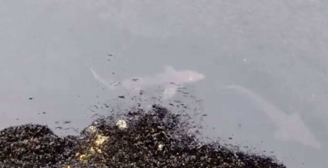 Daily Hive Vancouver tweet media