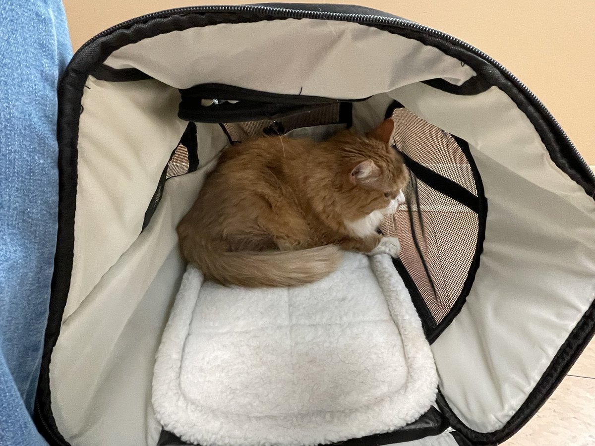 m_eleven's tweet photo. Took all three cats in for their annual checkups. Couldnโt have gone smoother. ๐๐พ๐พ๐พ#CatsOfTwitter #ClawsOfFury #saturdayslaughter https://t.co/EHmQXdZX32