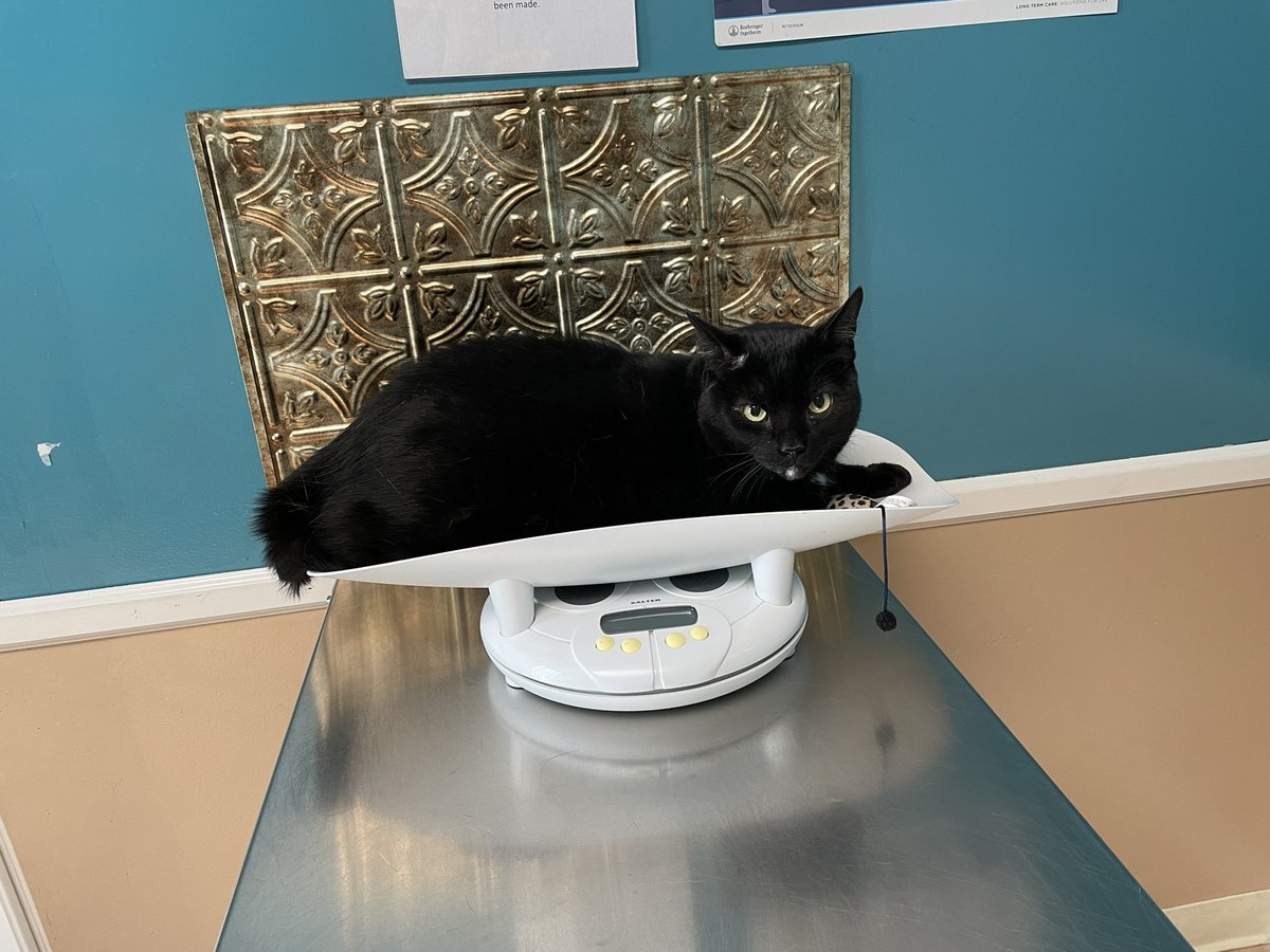 m_eleven's tweet photo. Took all three cats in for their annual checkups. Couldnโt have gone smoother. ๐๐พ๐พ๐พ#CatsOfTwitter #ClawsOfFury #saturdayslaughter https://t.co/EHmQXdZX32