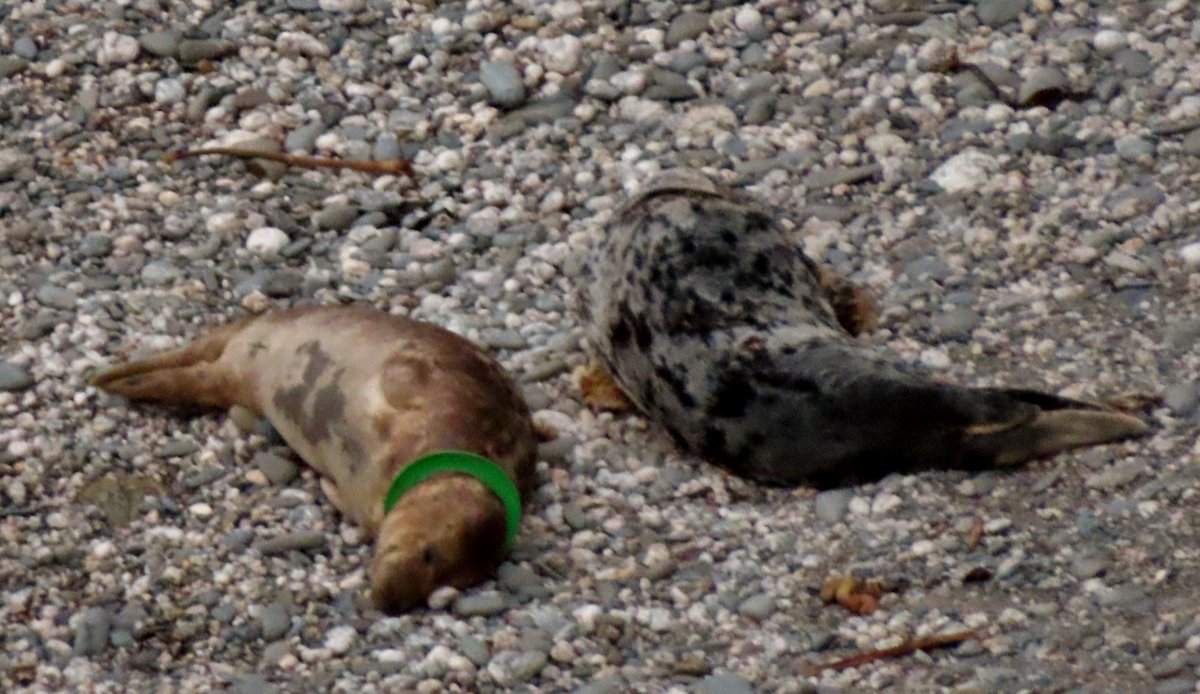 sealfollower's tweet image. Please consider not buying these cheap plastic hoops, buy a full frisbee instead. When left behind on beaches, they get swept out to sea and our lovely inquisitive seals get them trapped around their necks, this seal was saved #thinkbeforeyoubuy #theyneedourhelp #mylifebythesea