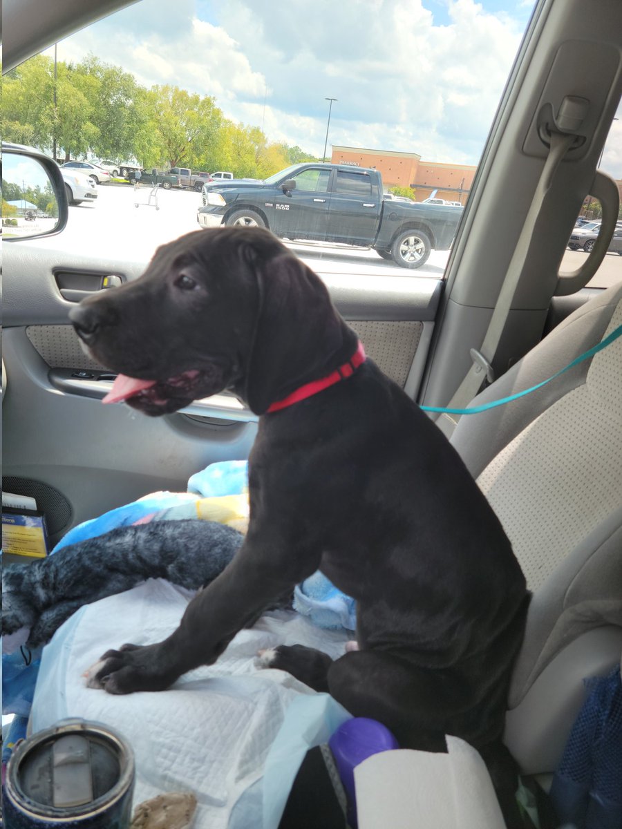 ken_mar7's tweet photo. Say hello to the newest Alexis๐...#Apollo #GreatDane #9wks #37lbs https://t.co/mRXF7i0ilb