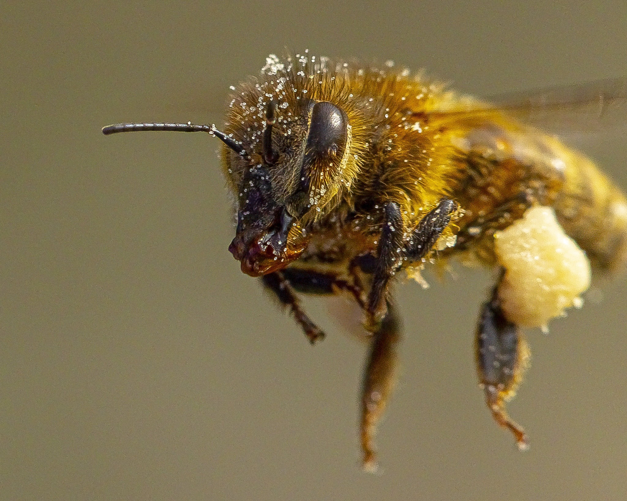 Worldbeeday Twitter Search Twitter