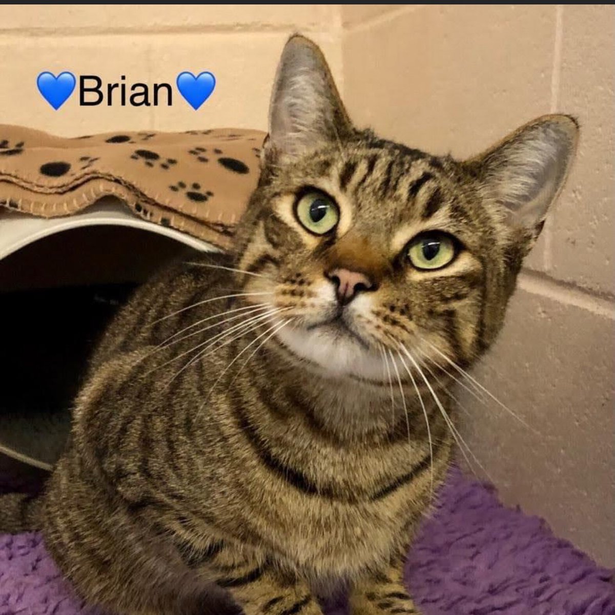 HelenEd96948512's tweet photo. We have two very friendly cats for rehoming at Stray Aid in Coxhoe 😻https://t.co/ChqUHeBYs0 #StrayAid #adopt https://t.co/YG89JtmpOp