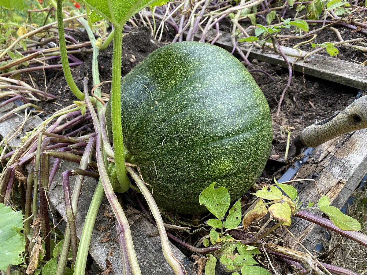 📸 Our crops in the Eco Allotment are continuing to grow. #eco #grow