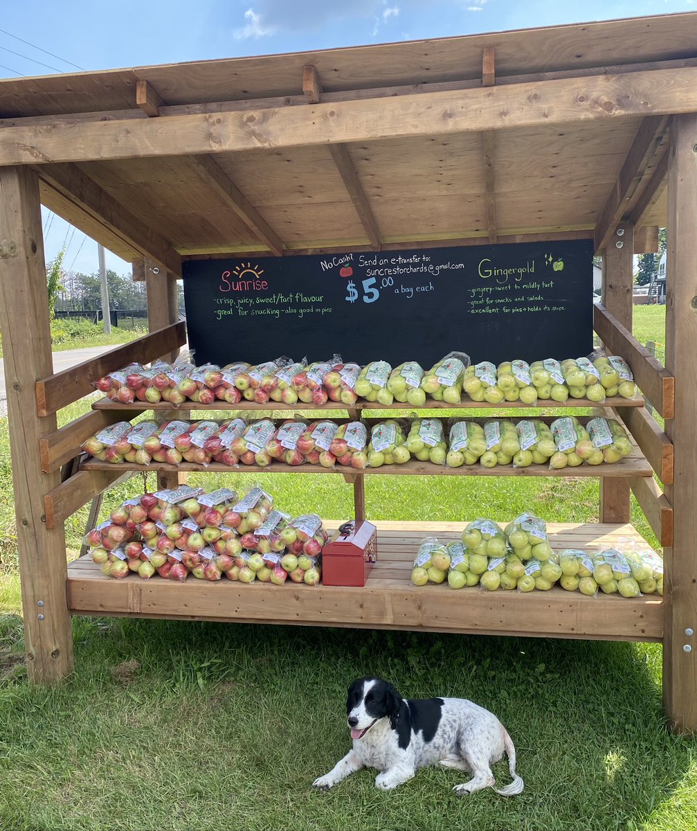 Happy Saturday 🍎🍏 this weekend we have Sunrise and Gingergold on our roadside stand #onappleaday #ontag #harvest2021