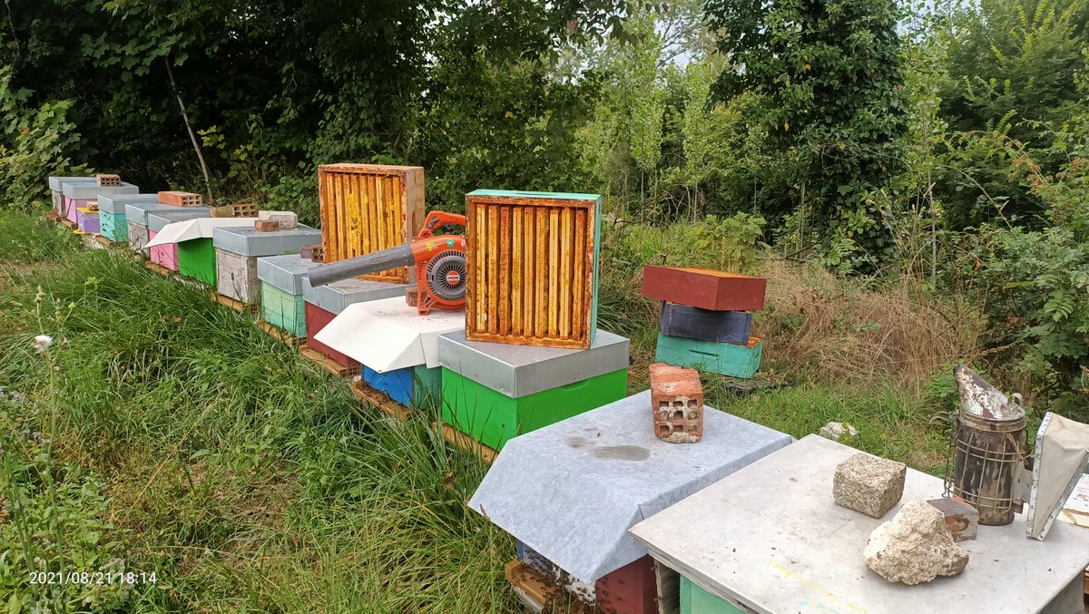 MieldeChampagne's tweet photo. Attention ! Récolte (du peu) de miel en cours... 💪👏🐝☀️🌼Encore entre les Orages ! 🌧️⚡🌧️☔
Maintenant on laisse les colonies compléter les réserves de miel de la ruche pour l'hiver. ⛄❄️ https://t.co/MHcoDlViMx