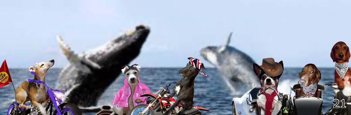 <a href="/NuttyNeon/">Captain Neon the Nutter #ZSHQ</a> <a href="/Spindle_Hound/">elsie spindlehound © and Tess</a> <a href="/ChihuahuaBaxter/">🐾 Baxter 🐾</a> <a href="/TrixieBell28/">Angel Captain Trixie Bell the Brave 🌈 #ZSHQ</a> <a href="/BB276/">B B Red Setters</a> AMAZING! #theruffriderz 21