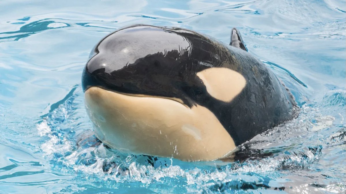World Animal News tweet media