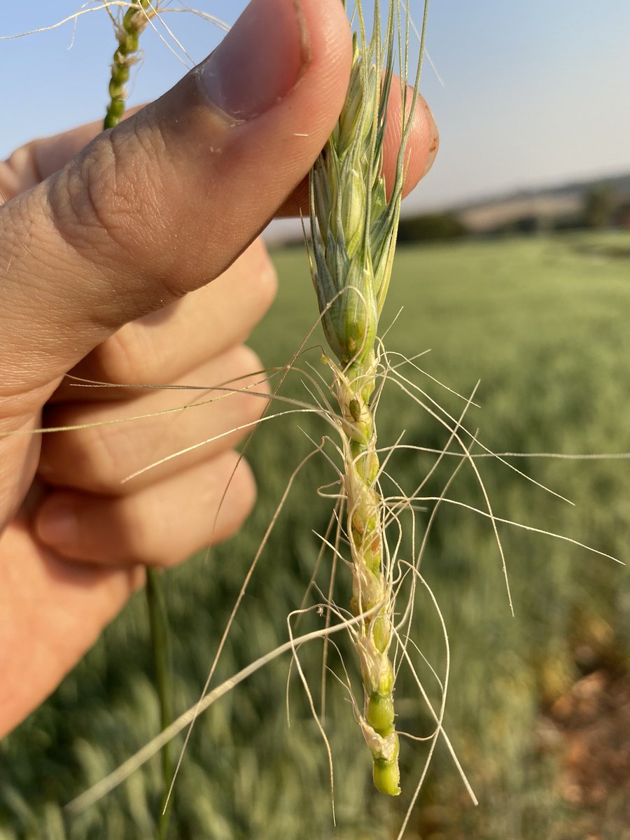 Aphids attacking our wheat !