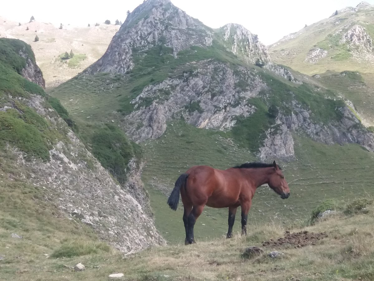 AssumptaFiguera's tweet photo. Lo #Bru a l'estany #Pudo o #Muntanyó
#SomMuntanya #Excursions #IgersLleida #Raconsde_Catalunya #AraLleida #Senderisme #Summer #PallarsSobirà #LaBonaigua #AltÀneu #Natura #AltPirineu #PortBonaigua #DescobreixCatalunya #Pyreenees #Catalunya https://t.co/rQtS3yQcNq