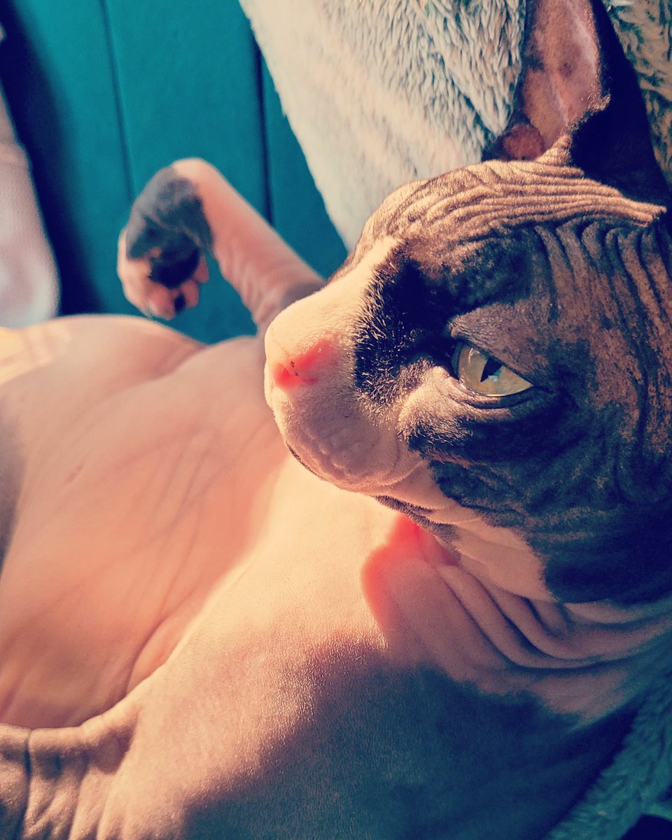 Rupert Digby von Beauregard tweet media