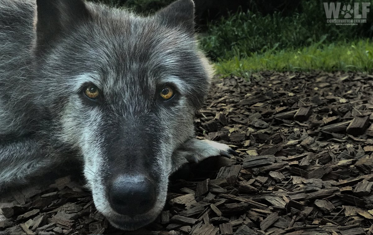 Wolf Conservation Center 🐺 tweet media