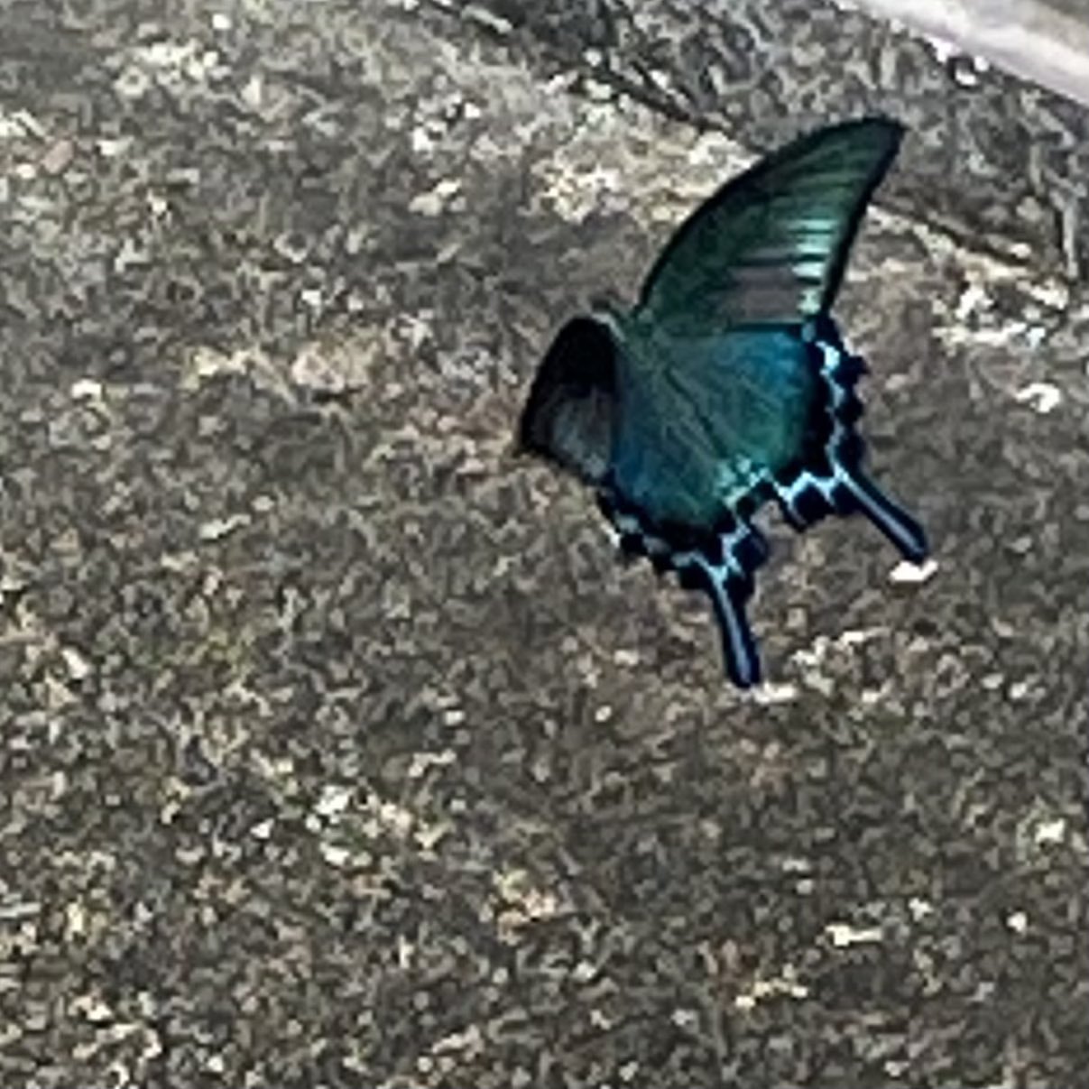 七笑 女将 朝からこんなに綺麗な蝶々 に出会いました 分かりづらいですが10センチくらいの大型です ご存知の方いましたら教えて下さい 初めて見ました 蝶々 T Co Oi8prdmxeh Twitter