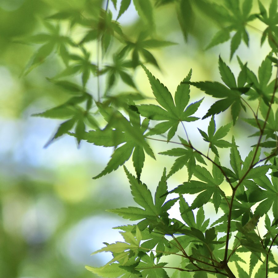 青モミジ Twitter Search Twitter