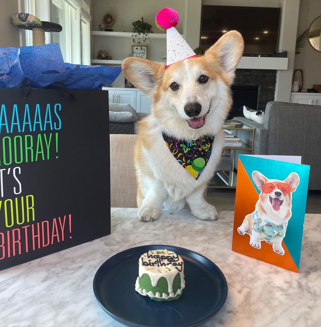 CommunityCorgi's tweet image. Do you love Corgi Dog?🤩
Who love this?🥺
Follow us👉 for more content! 😻🥰
 
❤️Double tap⁣❤️
_
_
#CorgiCrew #Corgi #corgiofTwitter