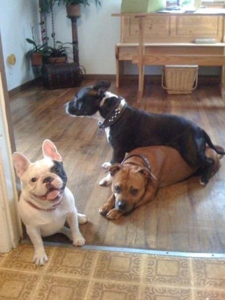 MyStaffords's tweet photo. From 2009🐾❤️ Love this… MyMarla straddling my Maxine, who is EJ’s great great grandmother. And a Bear.
#staffordshirebullterrier #housejudael #linebreeding https://t.co/mOzD01R24P