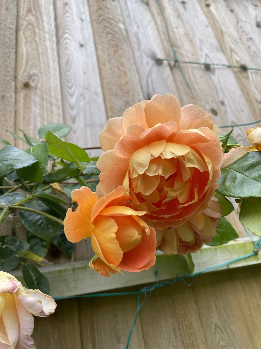 revjdouglas's tweet photo. The wall of roses is coming on… additional proof I am ageing!
#RoseLife #GardenLife #VicarageLife https://t.co/lXQ4kSBQbh