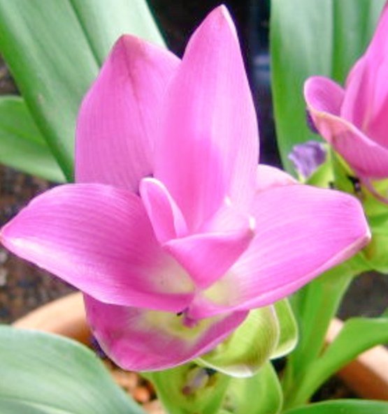 リーママ グッジョブマイライフ S Tweet おはようございます 8月22日の誕生花は クルクマ 食用薬用とされるものを ウコン 花言葉は あなたの姿に酔いしれる ハスに似た幻想的な花を 咲かせるクルクマ 暑ければ暑いほど成長し 花の色も一層鮮やかになり