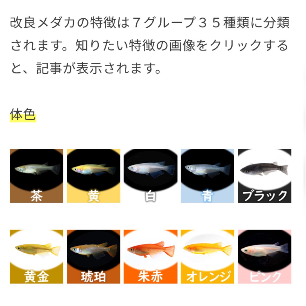 めだかの館 めだか村 公式 11 7 日 は今年最後のめだか村メダカ市 Medakanoyakata1 Twitter