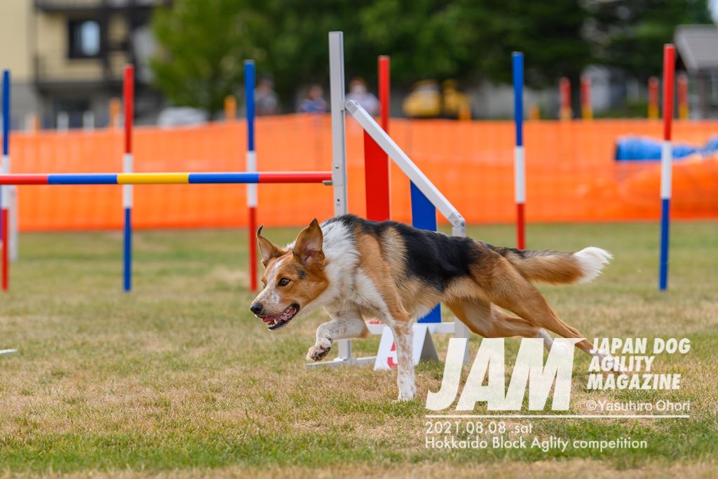 犬撮人 大堀康宏 A Twitter 人が入っていない犬だけのアジリティ写真 ですが犬の目線は意識してセレクトしています 犬の目線の先は次の障害で そこには人の立ち位置があったり 色んな指示があります 人の体の向きや 声符など ドッグアジリティ ドッグ