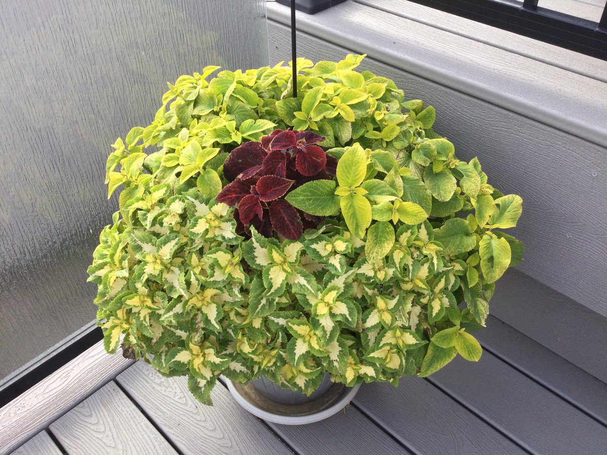 GloriaRMom's tweet photo. I know how this lonely red coleus feels: the same way I felt when I went to a #Stampeder #CFL ๐ game in YQR ๐ #CFLFamily https://t.co/9LXa1MHib9