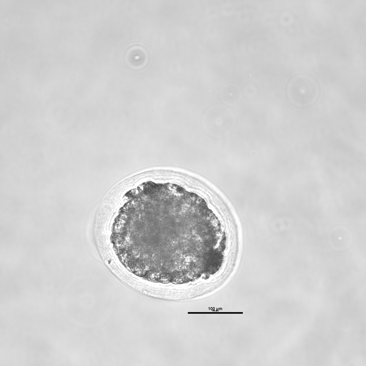 mcgraw_maura's tweet photo. Successful Saturday in the Daigneault lab! Equine embryo flushing and vitrification 😀 #equinescience #equinerepro https://t.co/YOGhbvoIez