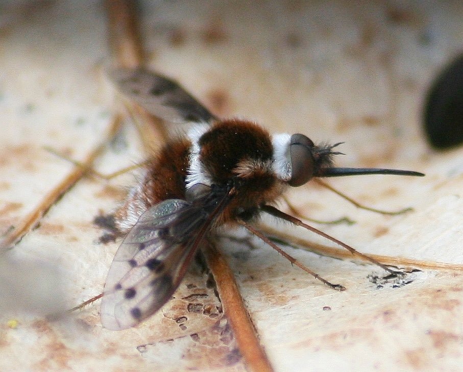DailyBugFriends's tweet photo. ੈ♡˳·˖✶ Pygmy bee fly (Bombylius pygmaeus) ©joebartok https://t.co/wWOfJrYxK8