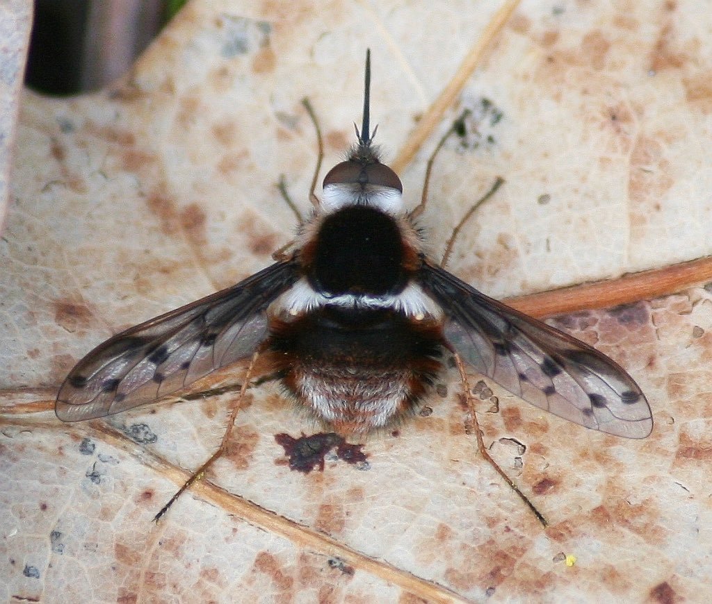 DailyBugFriends's tweet photo. ੈ♡˳·˖✶ Pygmy bee fly (Bombylius pygmaeus) ©joebartok https://t.co/wWOfJrYxK8