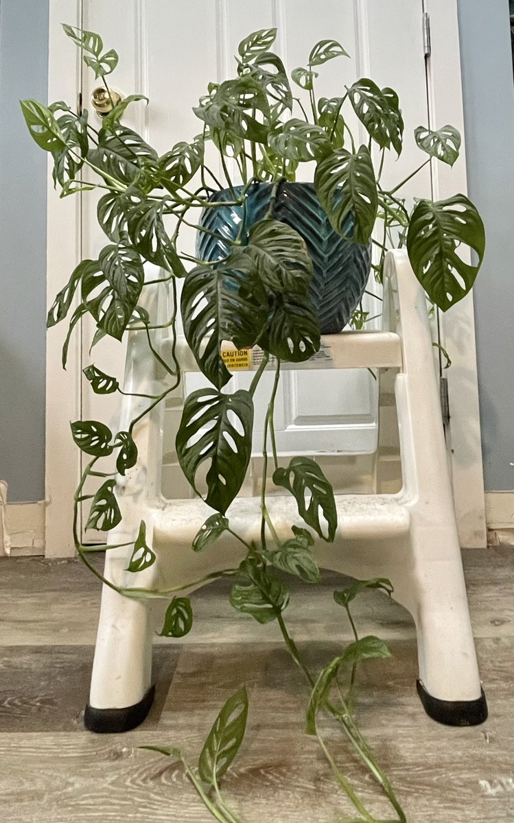10 inch monstera deliciosa 10in Monstera Deliciosa – Paraíso Plant Studio main image 0