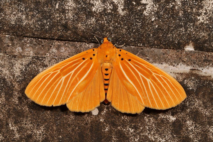 ˑ༄ؘ Snouted Tiger Moth (Asota egens) ©itchydogimages