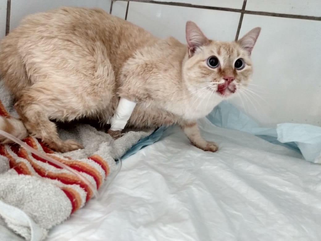 Fixzao's tweet image. Galera é a primeira vez que peço algo aqui no twitter entao, meu gato o josé foi internado hj pq ja faz 2 dias que estava vomitando e nao comia nda, parecia ser intoxicação mas hj ele começou a vomitar sangue e a suspeita é que alguem deu comida com caco de vidro pra ele +