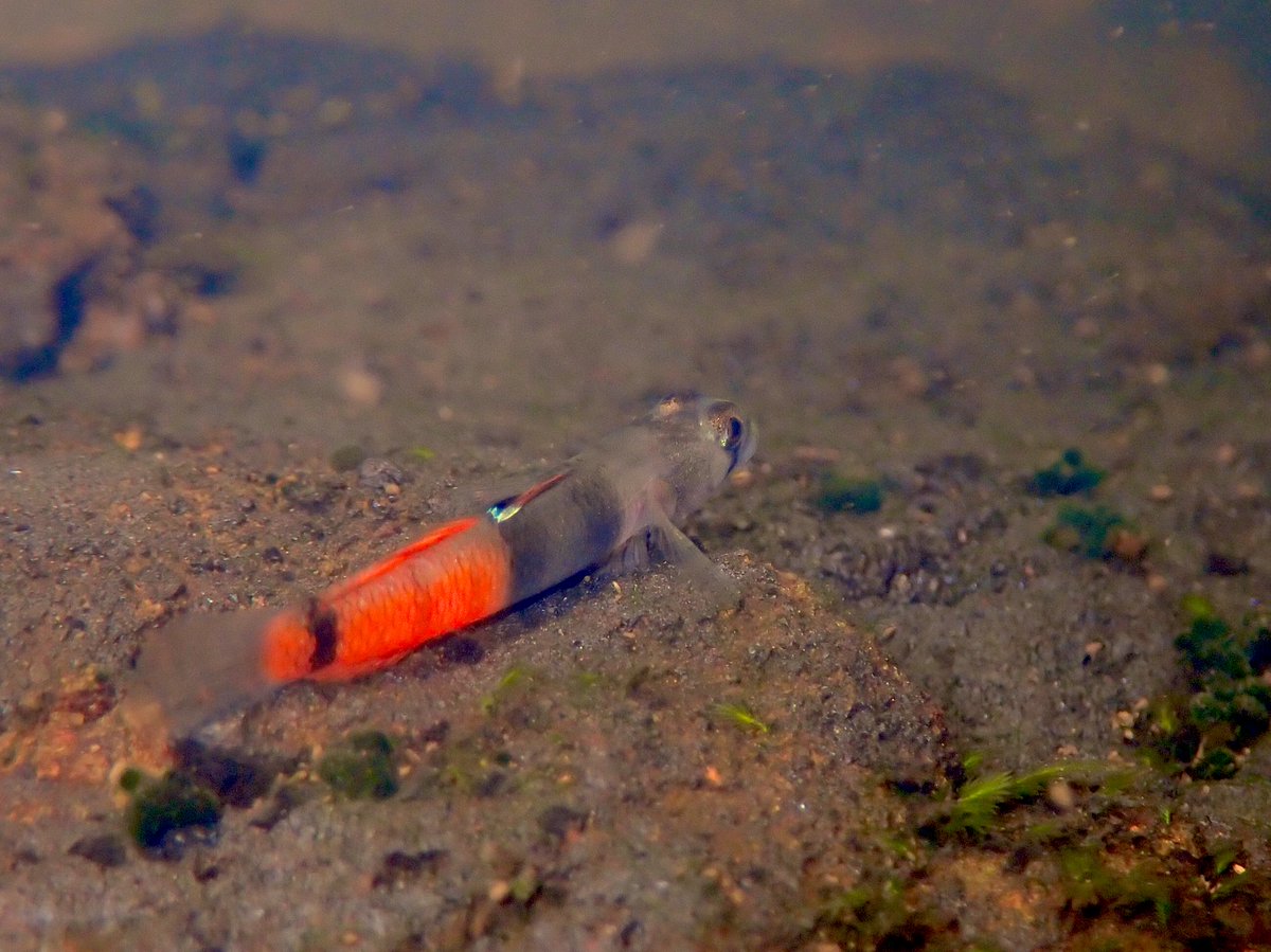 ClaassensLouw's tweet photo. Just look at this amazing #fish! Went hunting for #freshwatergobies again and found the absolute beautiful Sicyopus zosterophorus! It was so tricky getting a half decent photo of this guy - as it was constantly darting around! #palau #tinyfish #teamfish #goby #freshwaterfish https://t.co/PNcQ4e8vUI