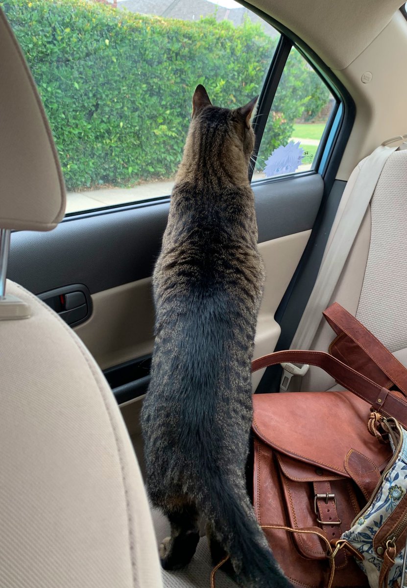 RT @KaitlinWitcher: Side note: Thor is a weird cat who both loves and hates car rides https://t.co/PwNhC4LiW8