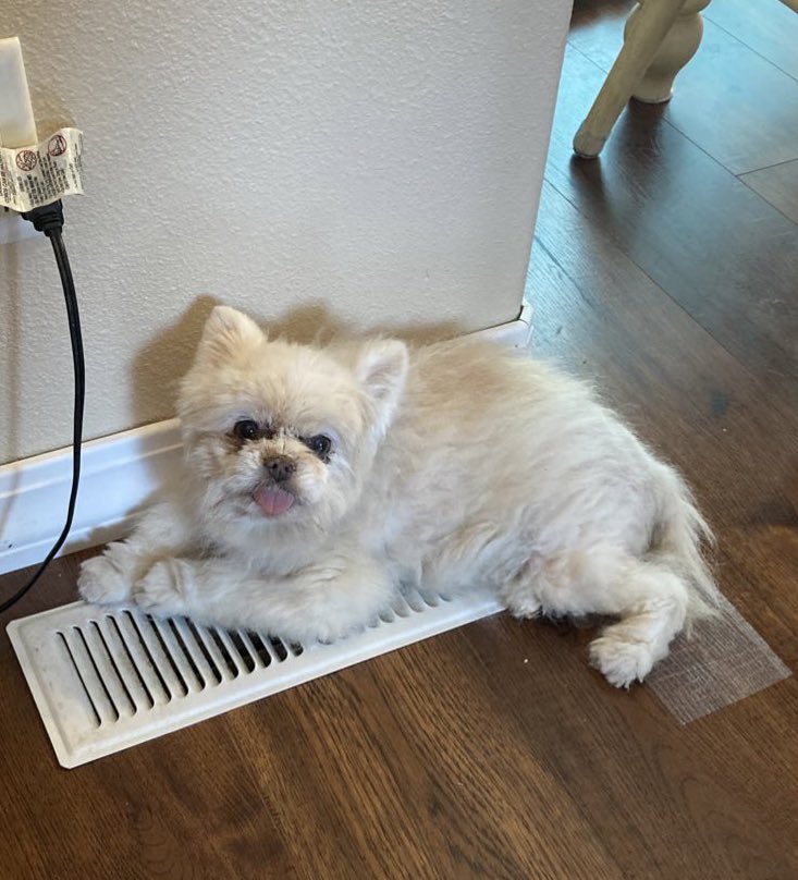 differentoceans's tweet photo. A random Mocha pic for the TL!
She is a very old lady who looks like she’s seen untold horrors, but still enjoys sticking her tongue out and hogging all the cold air in an entire room https://t.co/0X6h07zZB7