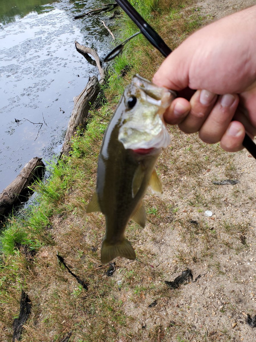 What i call mind cleansing fishing. Did a little bank fishing to get my thoughts in order. Caught two keepers at 1.25lb and 1.36 lb and a couple of babies in 2 hours.  Hurricane coming Please be safe everyone. Reach out to people check on them. Face it as a community. God Bless!!