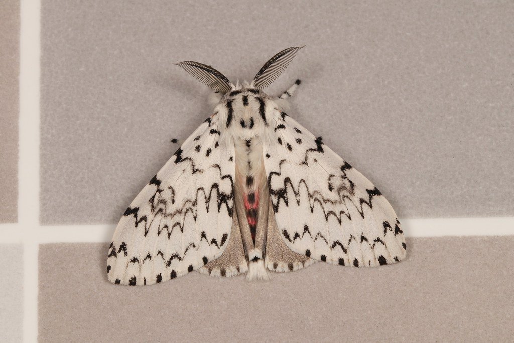 +.*☆  Tussock Moth (Lymantria sp., Lymantriinae, Erebidae) © itchydogimages