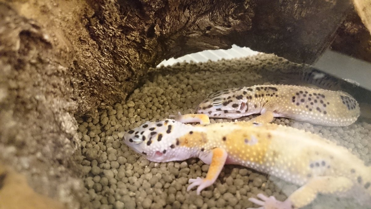 miiiimatsu's tweet photo. https://t.co/lYwfUnaCIq