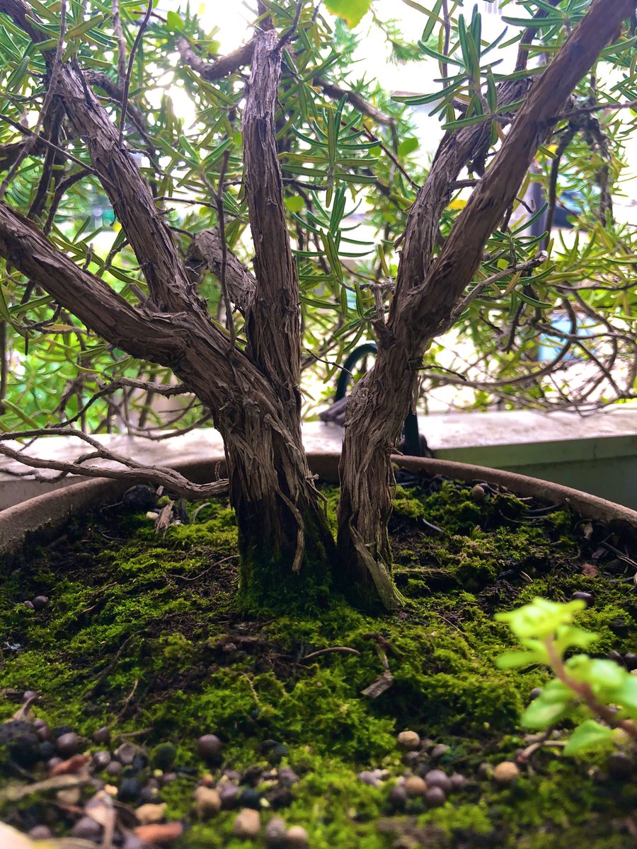 ゆーちゃんねる植物男子 おはようございます ローズマリーもこうして木質化が進むと大木に見える 盆栽にできそう ハーブ栽培