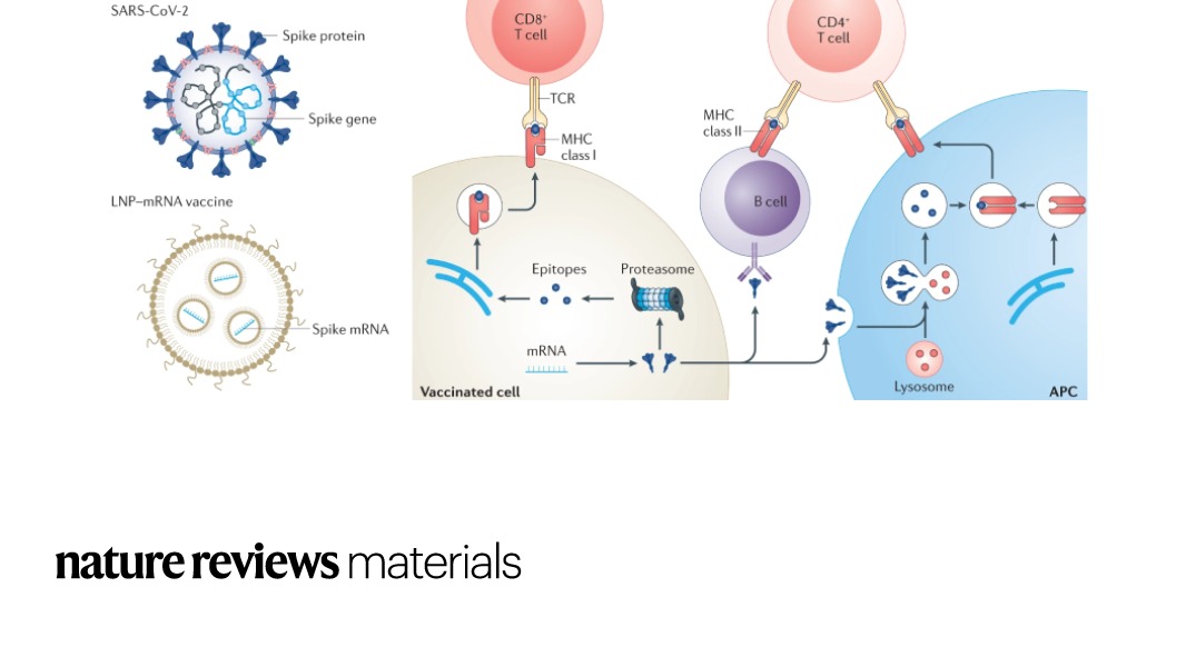 Nature Portfolio (@natureportfolio) on Twitter photo This Review, published in <a href="/NatRevMater/">NatRevMaterials</a> discusses lipid nanoparticle design for mRNA delivery, highlighting key points for clinical translation and preclinical studies of lipid nanoparticle–mRNA therapeutics for various diseases. go.nature.com/3AL6wAy This Review, published in <a href="/NatRevMater/">NatRevMaterials</a> discusses lipid nanoparticle design for mRNA delivery, highlighting key points for clinical translation and preclinical studies of lipid nanoparticle–mRNA therapeutics for various diseases. go.nature.com/3AL6wAy