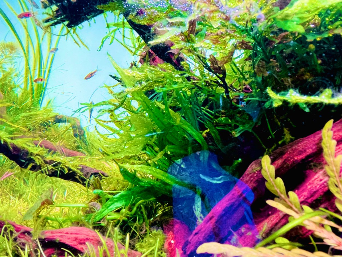 sub_aqua___'s tweet photo. おはようございます^ ^
SUBよ昨日はオンコールお疲れ様←
【今日は大好きなラスボラ♪】
メイン水槽のLED照明weekaqua(A430)演色性も水草の育ちも素晴らしいです！！
おすすめのLED照明ですねー(^ ^)

#weekaqua
#A430 
#RGB 
#LED https://t.co/qJuOFqw53I