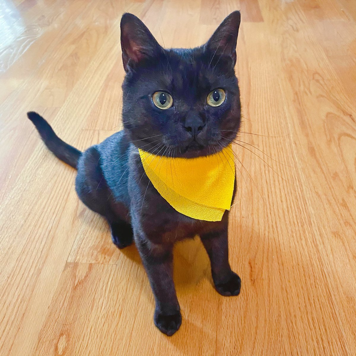 _hinamico's tweet photo. pls look at my cat cosplaying as mona… #persona5 #p5 #persona #mona #morgana #persona5royal https://t.co/OhM6ewLLs7